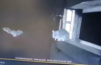 Βίντεο: Αρουραίοι πιάνουν νυχτερίδες στον άερα