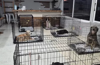 Δομή προσωρινής φιλοξενείας ζώων