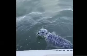 Η φώκια «ξεγέλασε» κοπάδι από όρκες πηδώντας πάνω σε βάρκα φωτογράφου