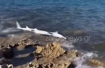 Καρχαρίας στα Χανιά