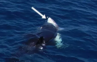 Όρκες σε καρχαρίες