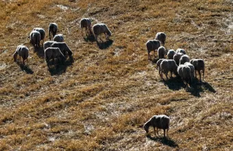 Πρόβατα σε λιβάδι