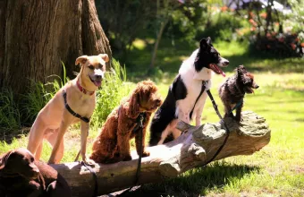 Ζώα συντροφιάς