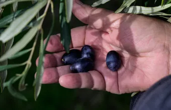Οι αγρότες, το δελτίο αποστολής και ο δάκος της εξουθενωτικής τυπολατρίας