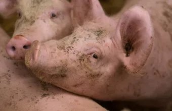 Γουρουνάκια