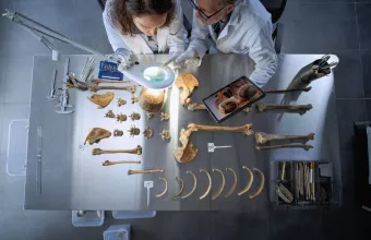 οστα σκελετος