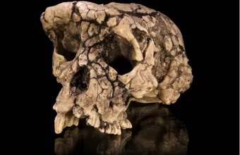 Κρανίου πιθήκου