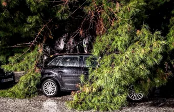 Αυτοκίνητο κάτω από δέντρο