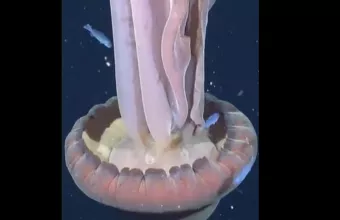 Ερευνητές κατέγραψαν τη γιγάντια μέδουσα με πλοκάμια 10 μέτρων