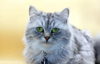 Το βιβλίο που γράφει μόνο Μιάου