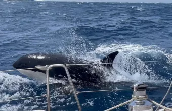 Όρκες δολοφόνοι