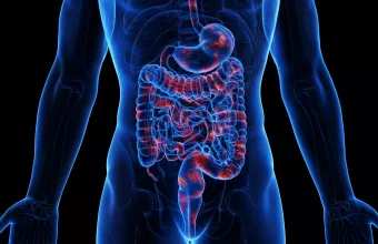 κοιλια εντερο