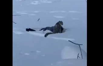 Κίνα - λεοπάρδαλη χιονιού