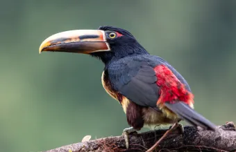 τροπικό πουλί 