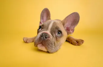 Υιοθεσία σκύλου