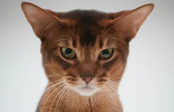 η καλύτερη γάτα του κόσμου