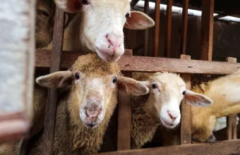 Κρούσματα αφθώδους πυρετού