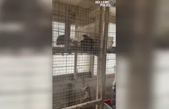 Παράνομη εκτροφή ζώων