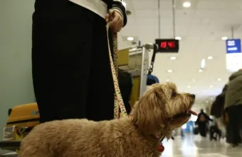 κατοικίδια