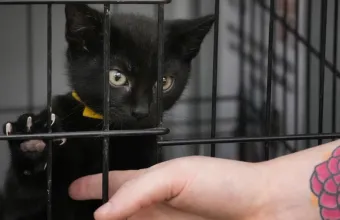 Κατοικίδια Dubai