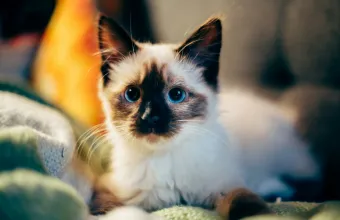 Χώρα Ευρώπης νομοθεσία κατοικίδια