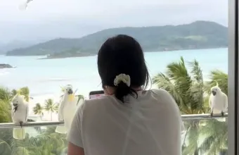 viral video δεκάδες παπαγάλοι