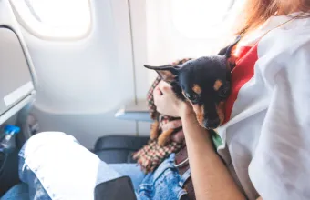 κατοικίδια