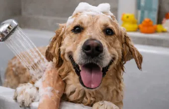 Σκύλος και μπάνιο tips