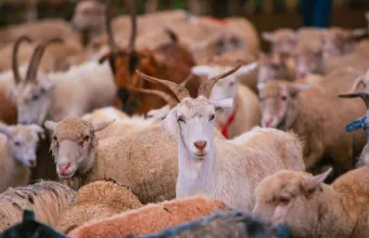 Αφθώδης πυρετός