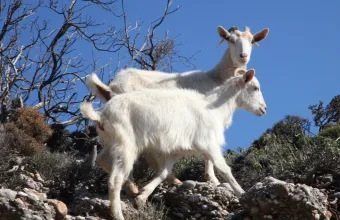 Αιγοπρόβατα