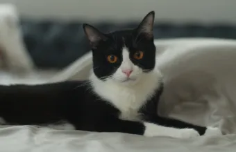 Φαγητά Πάσχα επικίνδυνα για κατοικίδια