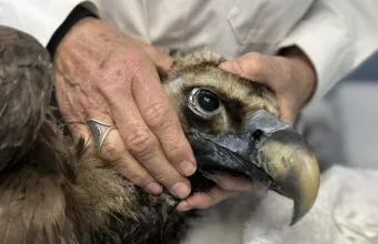 Ο μαυρόγυπας