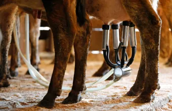 Μη παστεριωμένο γάλα