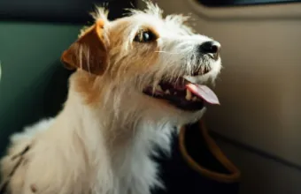 Πάσχα με το κατοικίδιο