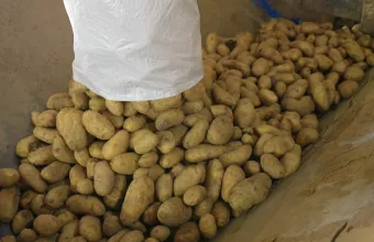 Πατάτες Νάξου: Τα προβλήματα των παραγωγών