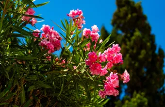 πικροδάφνες