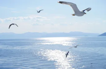 Τα ψάρια του Αιγαίου