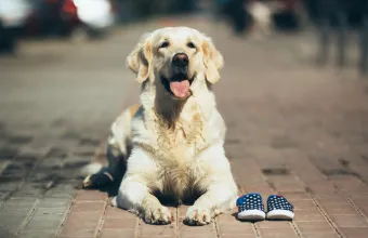 Σκυλιά και παπούτσια 