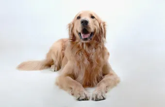 σκύλοι και παράσιτα