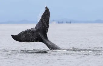 φάλαινα Timmy 