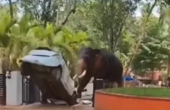 Ελέφαντας