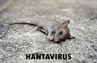 Hantavirus