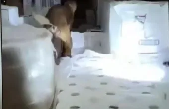 Σκύλος