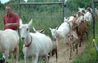 Η πανώλη των εγω-προβάτων