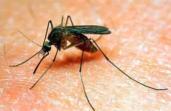 Κουνούπι σε ανθρώπινο δέρμα