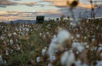 επιδότηση, βαμβακιού