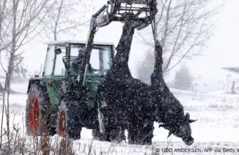 Θανατική καταδίκη για ολόκληρα κοπάδια ο αφθώδης πυρετός