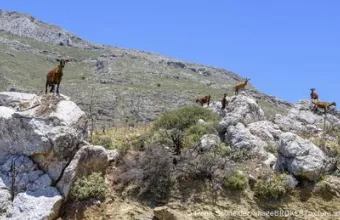 Κατσίκες στην Κρήτη