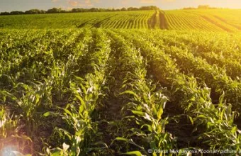 Ουκρανικά αγροτικά χωράφια