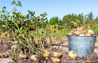 Πατάτες σε χωράφι